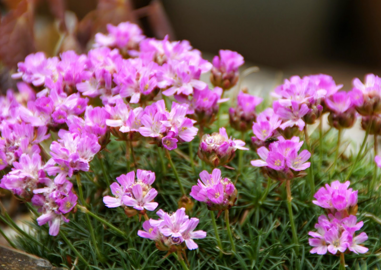 Армерия Armeria juniperifolia New Zealand form. Armeria juniperifolia. Армерия "varretu". Armeria juniperifolia New Zealand form.